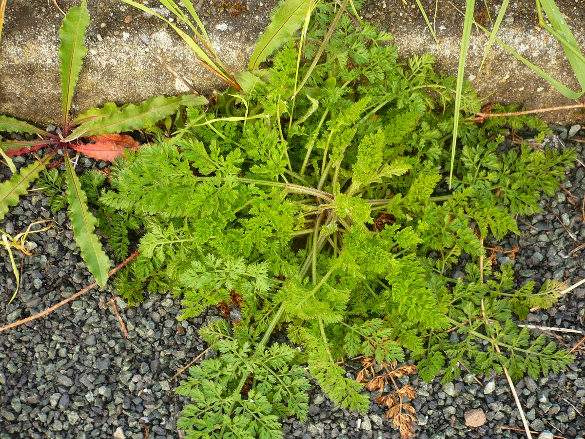 Daucus carota subsp. carota var. carota (Apiaceae)